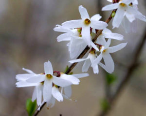 Abeliophyllum distichum