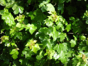 Acer campestre 