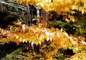 Acer carpinifolium