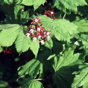 Acer circinatum