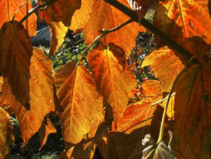 Acer davidii