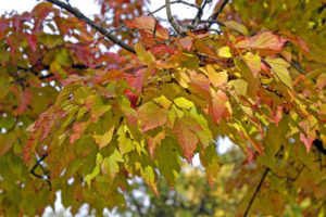 Acer ginnala