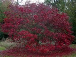 Acer palm korean gem