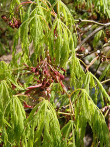 Acer palmatum