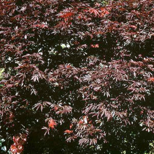 Acer palmatum beni kagami