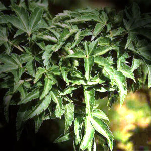 Acer palmatum crisp