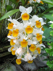 Dendrobium thyrsiflorum