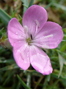 Dianthus subac