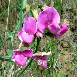 Lathyrus latifolius