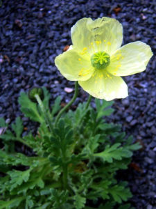 Papaver miyabeamun takedohi