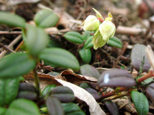 Vaccinum macrocarpon