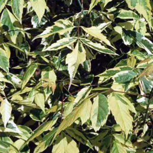 Acer negundo aureomarginatum