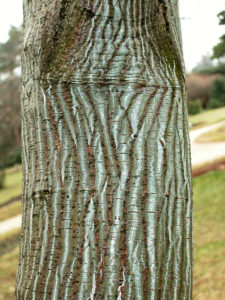 Acer capillipes habitus