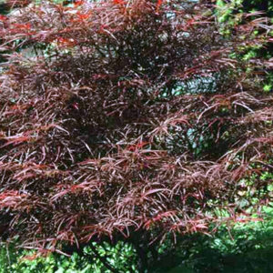 Acer palmatum redpyg