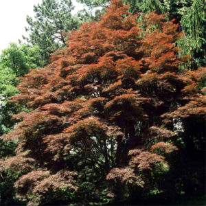 Acer palmatum atrolin