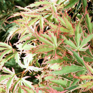 Acer palmatum butterfly