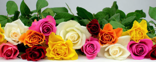 Roses multicolores