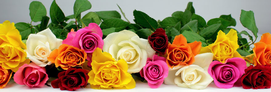 Roses multicolores